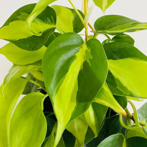 Houseplants