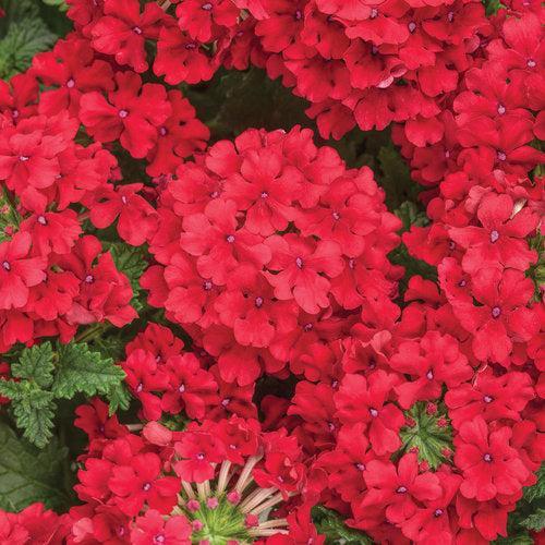 Verbena hybrid 'RIKAV44101' ~ PW® Superbena® Red Verbena