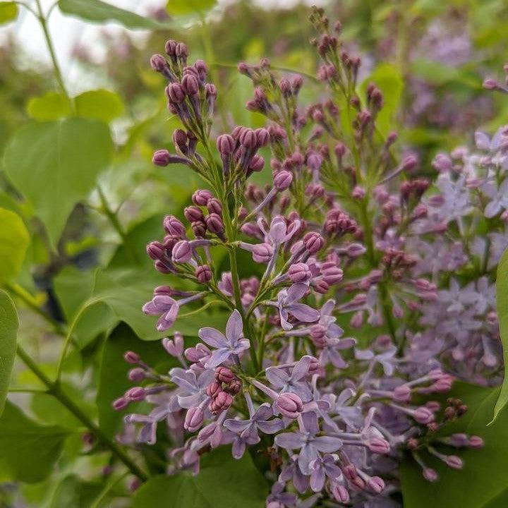 Syringa vulgaris 'G13099'  - New Age™ Lavender Lilac