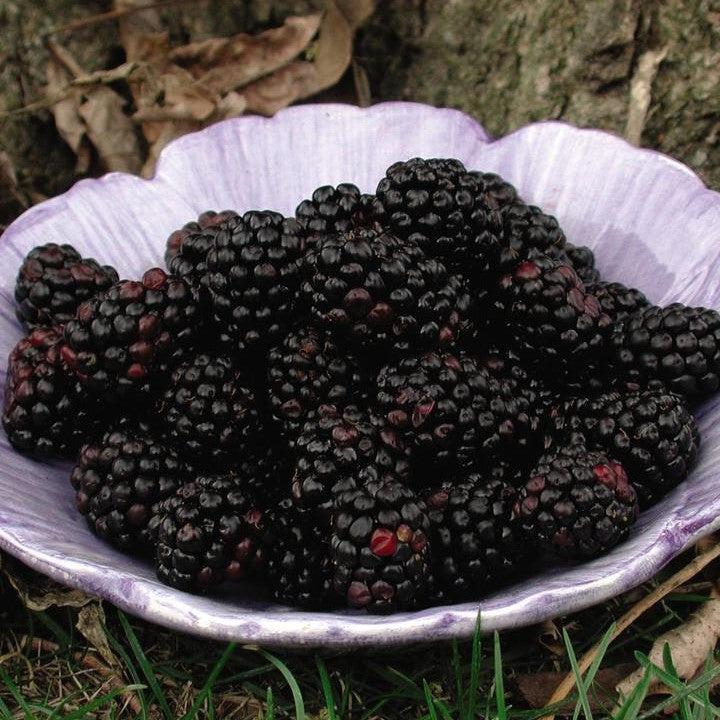 Rubus fruticosus 'Chester' ~ Chester Thornless Blackberry