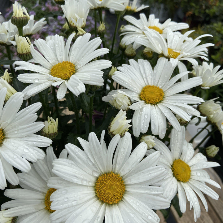 Amazing Daisies® Daisy May®  Shasta daisy