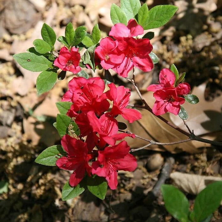 Rhododendron 'Bixby' ~ Bixby Azalea