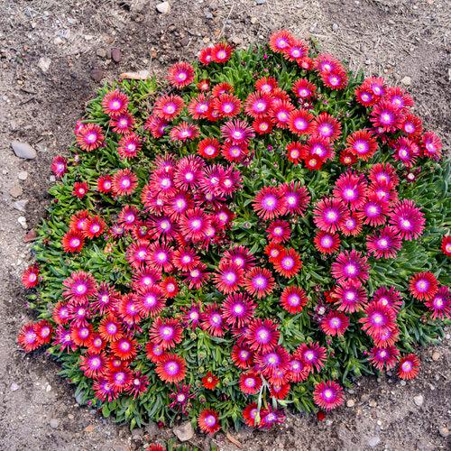 Delosperma 'Razzle Dazzle' ~ Kaleidoscope™ Razzle Dazzle Ice Plant