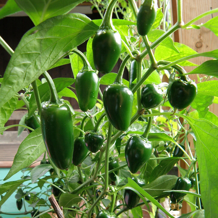 Capsicum annuum 'Jalapeno' ~ Jalapeno Pepper