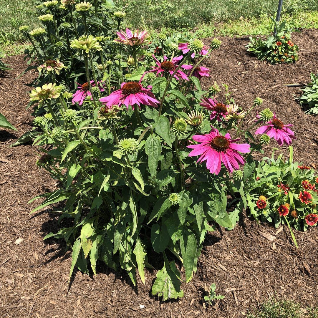 Echinacea purpurea 'Green Twister' ~ Green Twister Echinacea, Coneflower