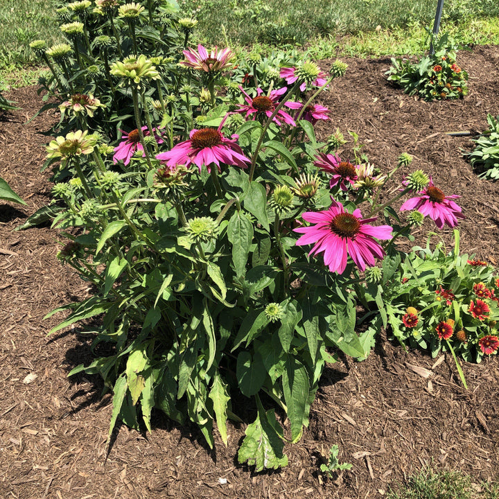 Echinacea purpurea 'Green Twister' ~ Green Twister Echinacea, Coneflower