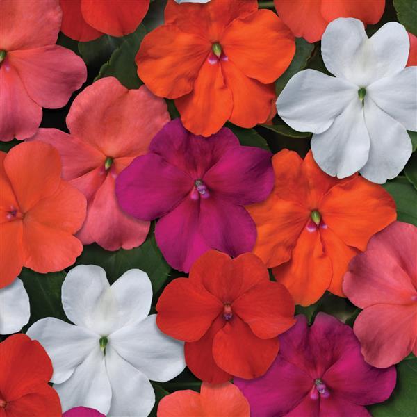 Impatiens walleriana 'Beacon Select' ~ Beacon® Select Mixture Impatiens