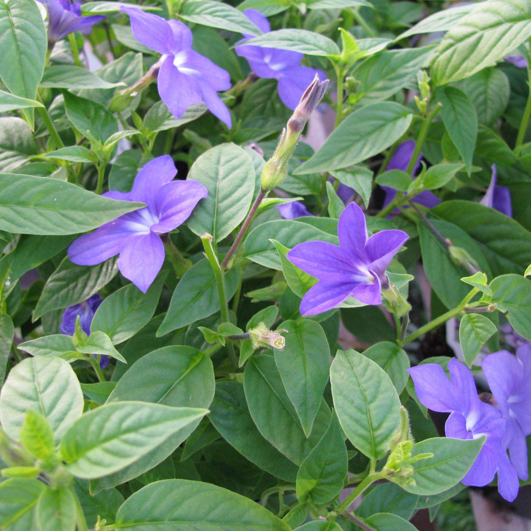 Browallia hybrid ‘UNHBR12’ ~ PW® Endless™ Illumination Bush Violet