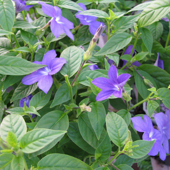 Browallia hybrid ‘UNHBR12’ ~ PW® Endless™ Illumination Bush Violet