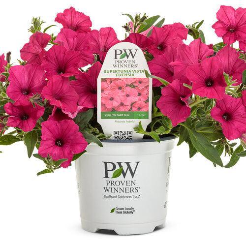 Petunia hybrid  'BHTUN65301' ~ PW® Supertunia Vista® Fuchsia Petunia