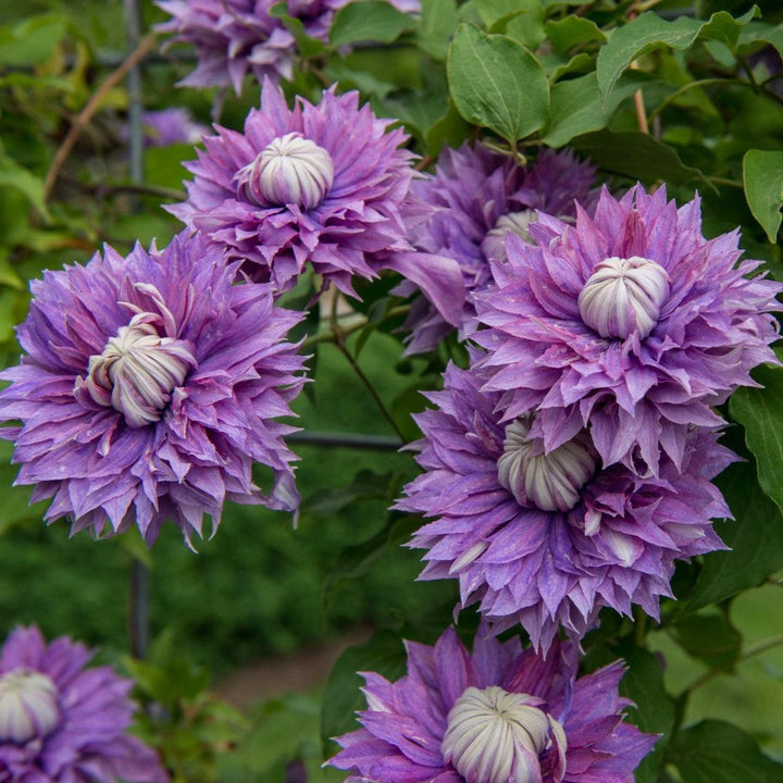 Clematis 'evipo039' ~ Regal® Diamantina™ Clematis