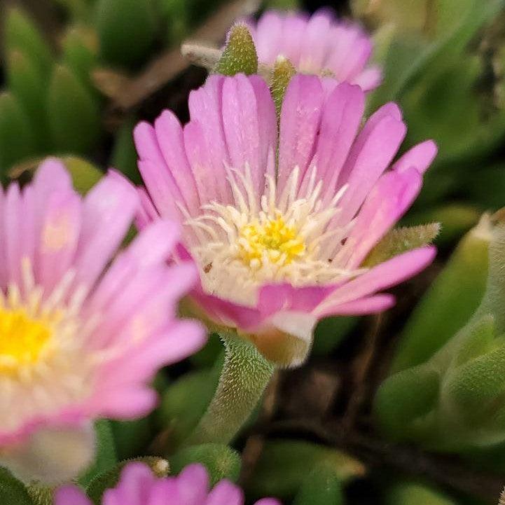 Delosperma cooperi 'Rose Quartz' ~ Jewel of Desert® Rose Quartz Ice Plant