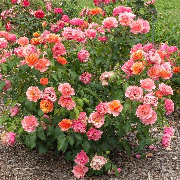 Rosa 'Meikokan' ~ Tequila® Supreme Rose