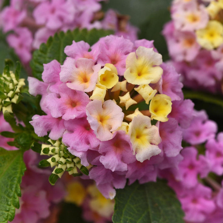 Lantana camara 'Balluclav' ~ Little Lucky™ Lavender Lantana
