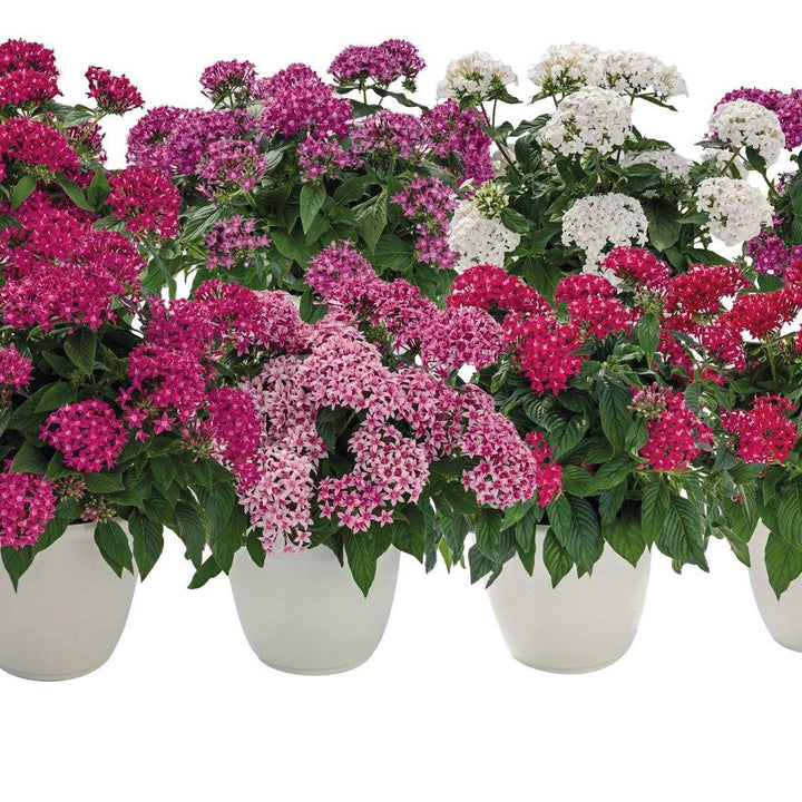 Pentas lanceolata 'Graffiti Mix' ~ Graffiti® 20/20 Mix Star Flower