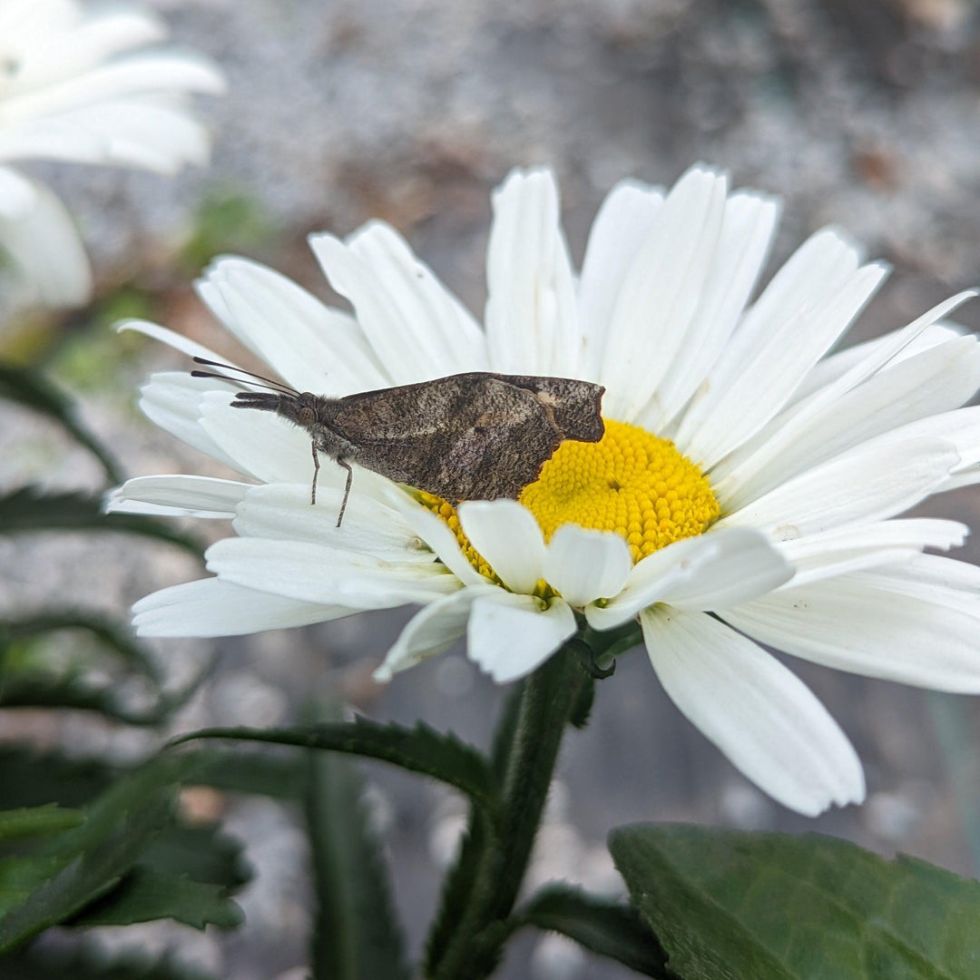 Amazing Daisies® Daisy May®  Shasta daisy
