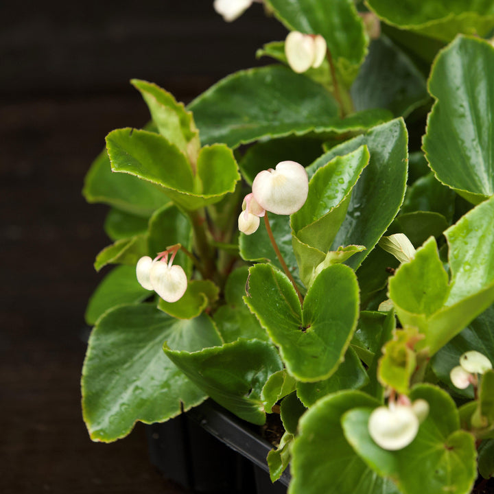 Begonia x 'PAS1484340' ~ Dragon Wing® White Begonia