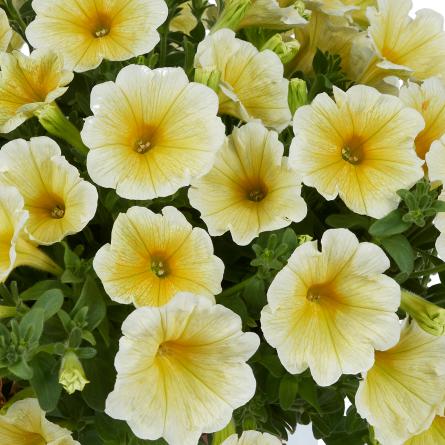 Petunia x 'Sunshine Ray' ~ Sunshine Ray™ Petunia