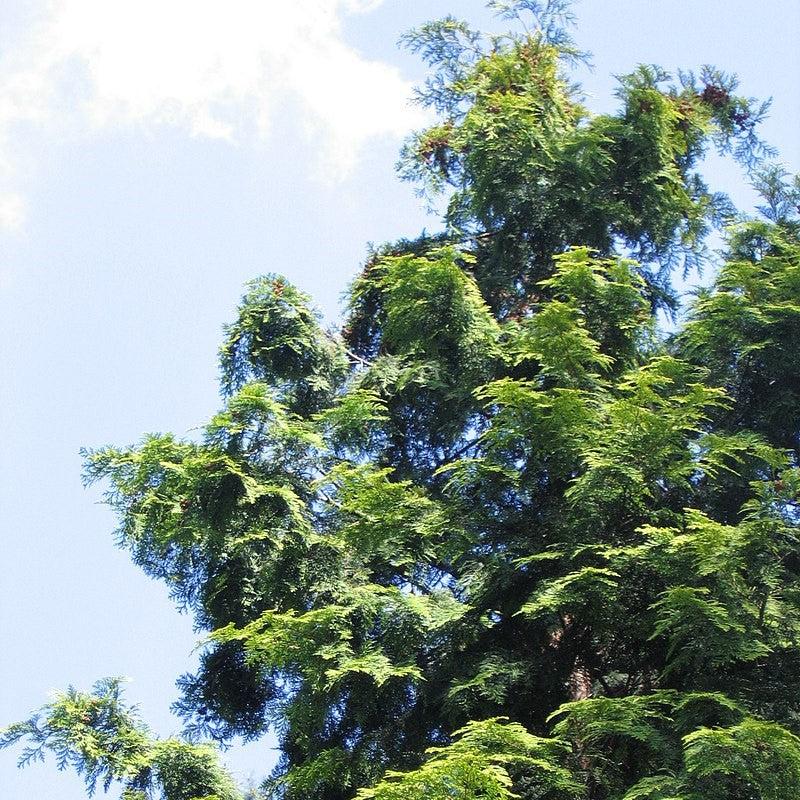 Chamaecyparis obtusa 'Aurea' ~ Gold Hinoki Cypress