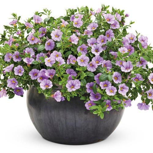 Calibrachoa hybrid 'USCAL87502' ~ PW® Superbells® Miss Lilac Calibrachoa