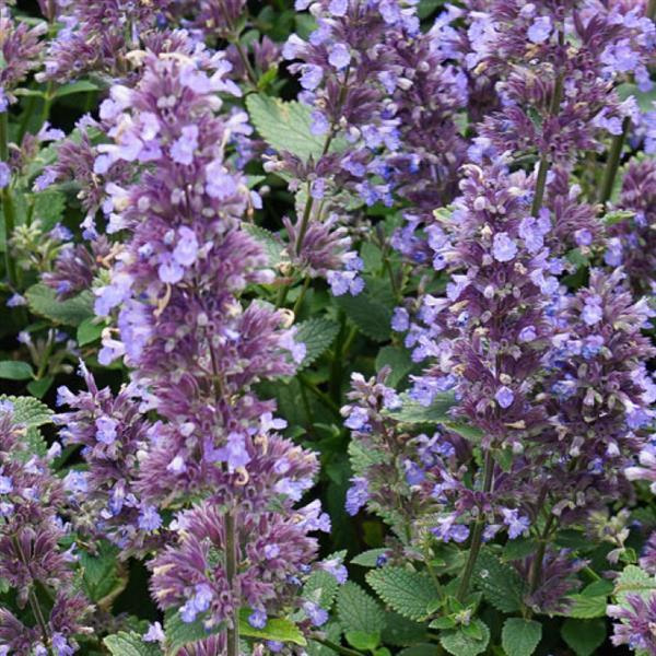 Nepeta x faassenii 'Balpurrlu' PP33,042 ~ Whispurr™ Blue Catmint