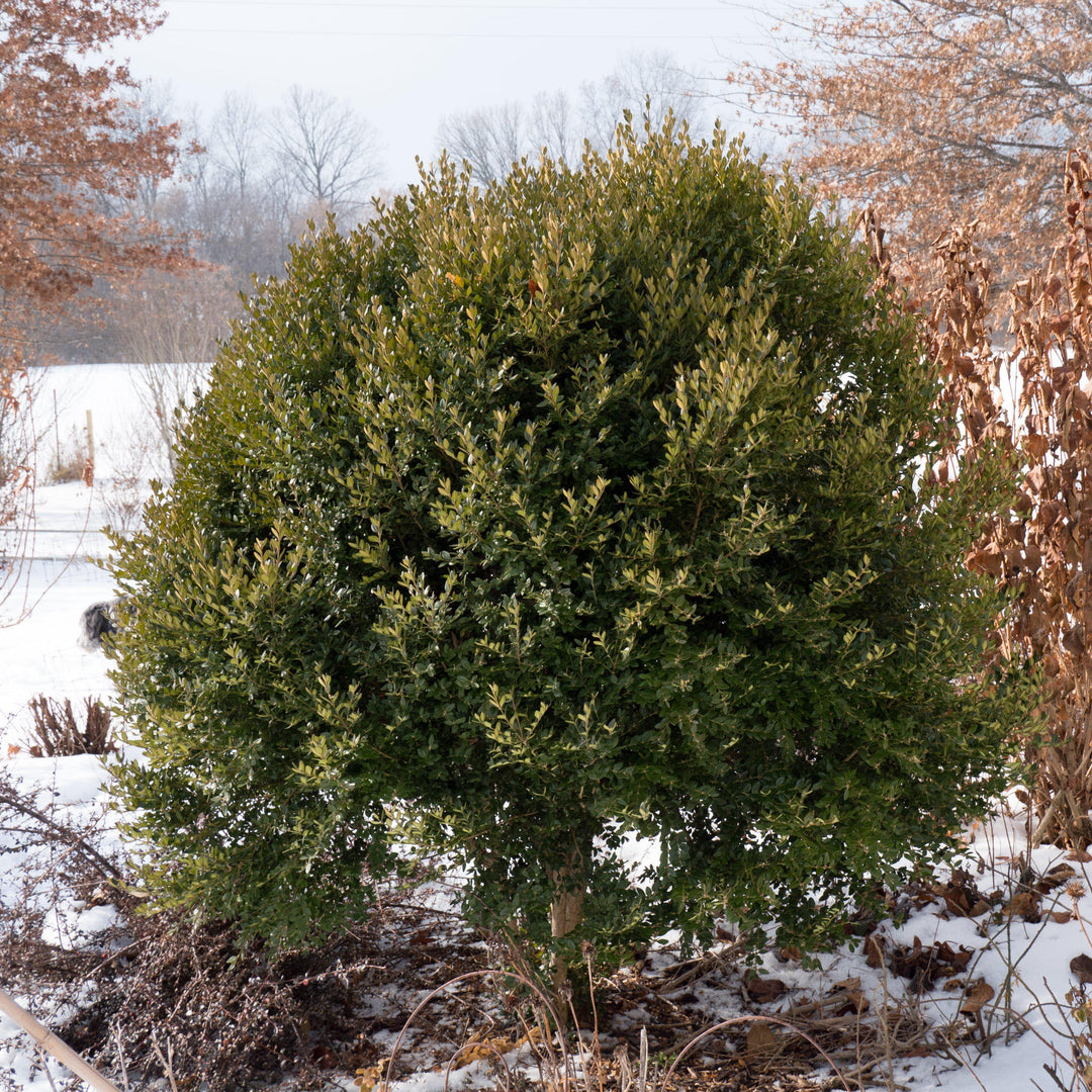 Green Mountain Boxwood