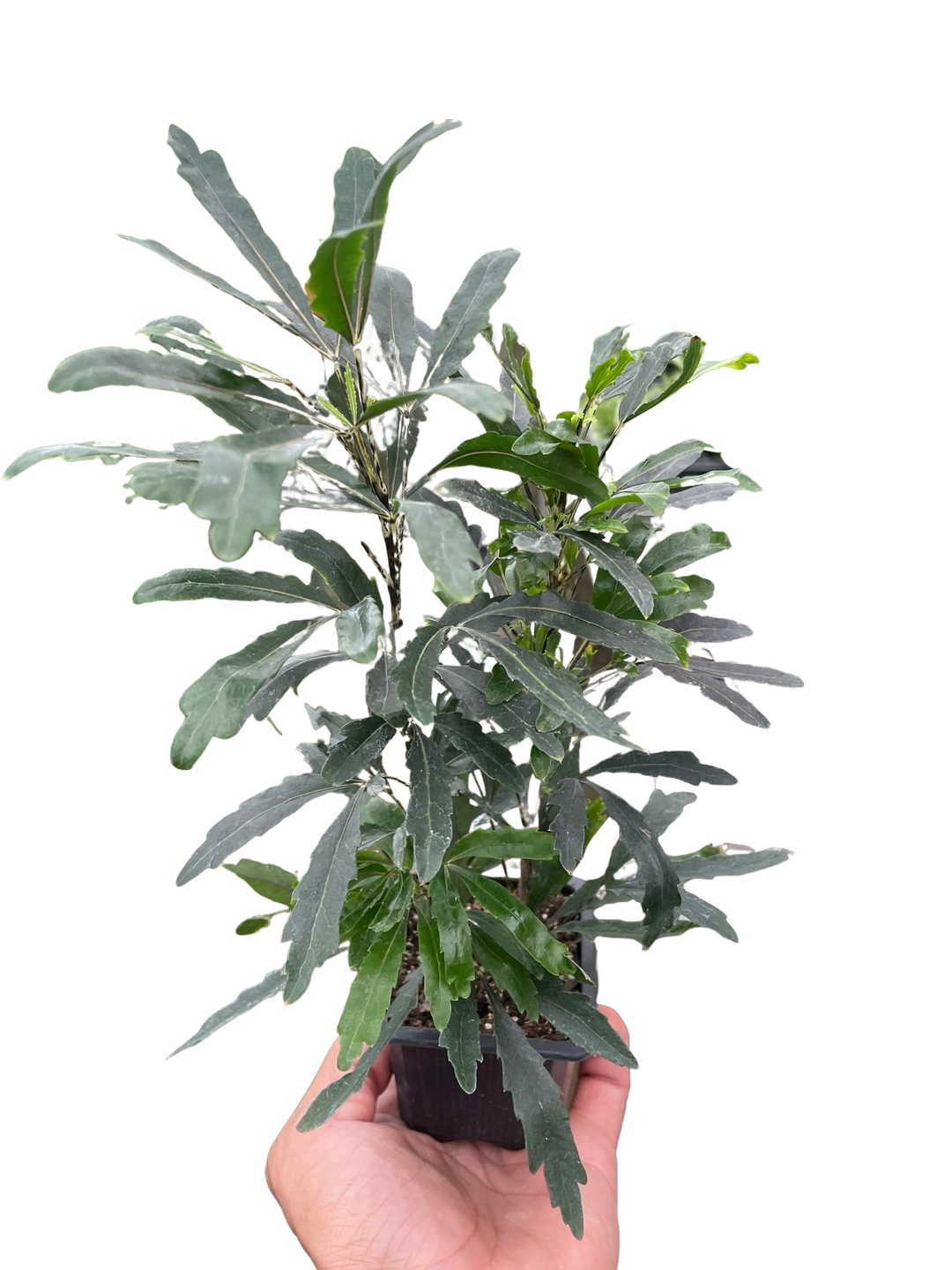 Aralia 'Green'