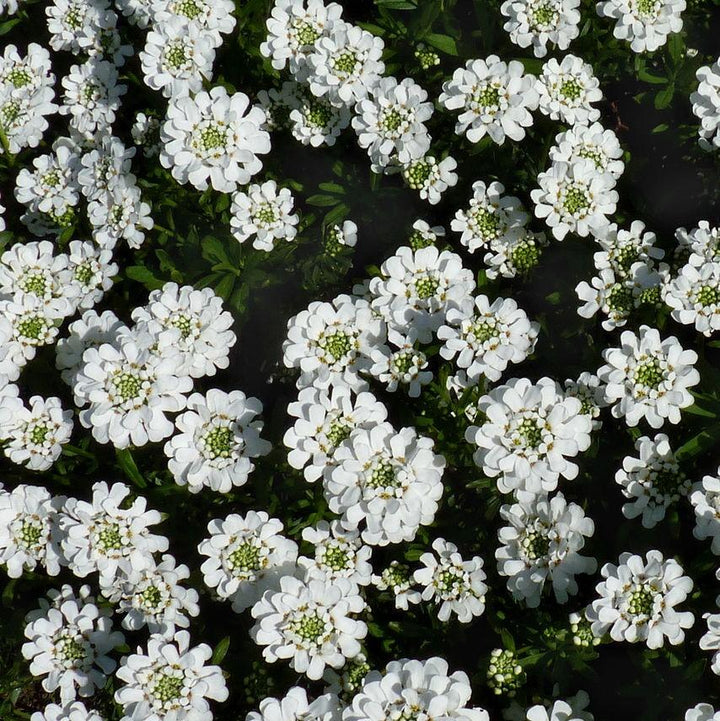 Iberis sempervirens 'Snowsurfer' ~ Snowsurfer™ Candytuft