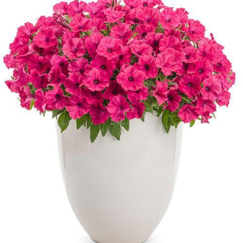 Petunia hybrid  'BHTUN65301' ~ PW® Supertunia Vista® Fuchsia Petunia