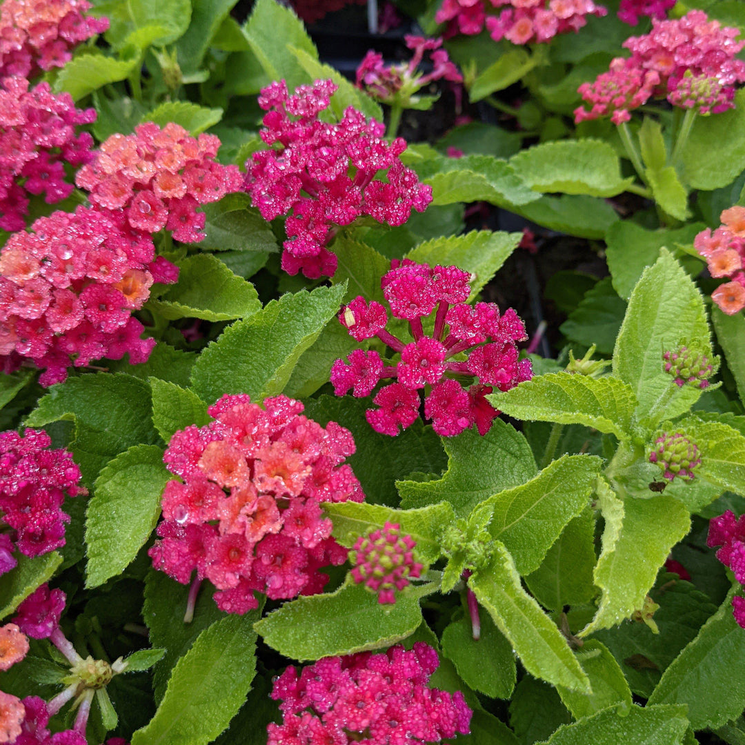 Lantana camara 'Flortanapi' ~ Little Lucky™ Hot Pink Lantana