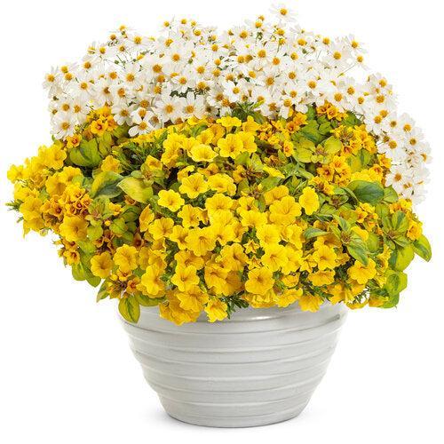 Calibrachoa hybrid 'WNCALSBYEL23' ~ PW® Superbells® Yellow Calibrachoa