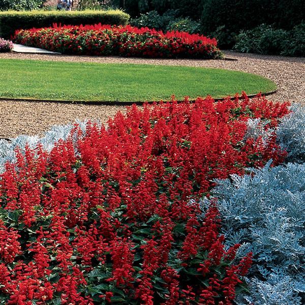Salvia splendens 'Red Hot Sally II' ~ Red Hot Sally II Salvia