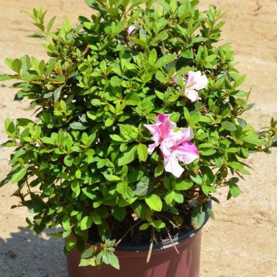 Rhododendron ‘Conlep’ ~ Encore® Autumn Twist™ Azalea