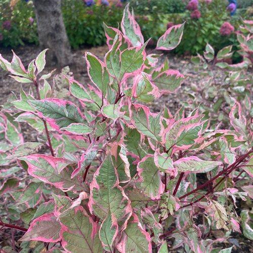 Cornus alba 'Verpaalen2' PP34,377 ~ Sgt. Pepper™ Dogwood