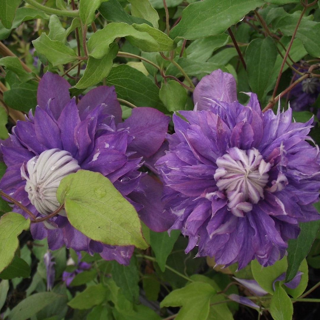 Clematis 'evipo039' ~ Regal® Diamantina™ Clematis