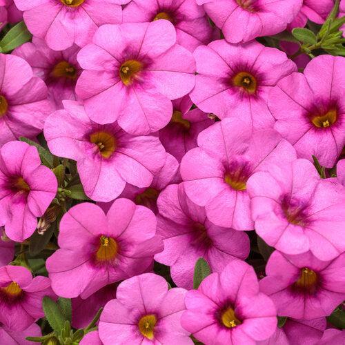 Calibrachoa hybrid 'WNCALSBPK24' ~ PW® Superbells® Pink Calibrachoa