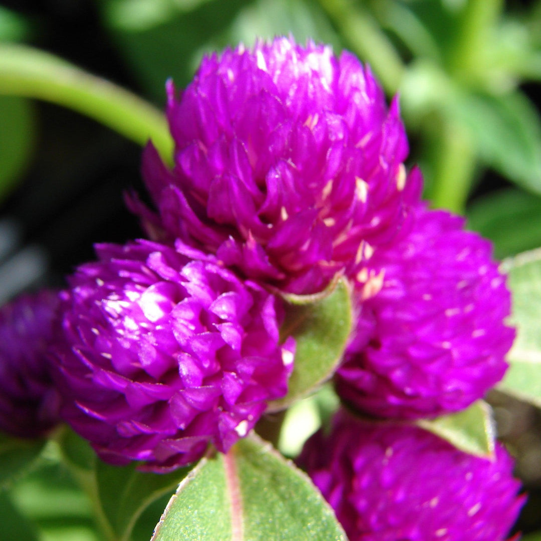Gomphrena 'Gnome Purple' ~ Gnome Purple Globe Amaranth