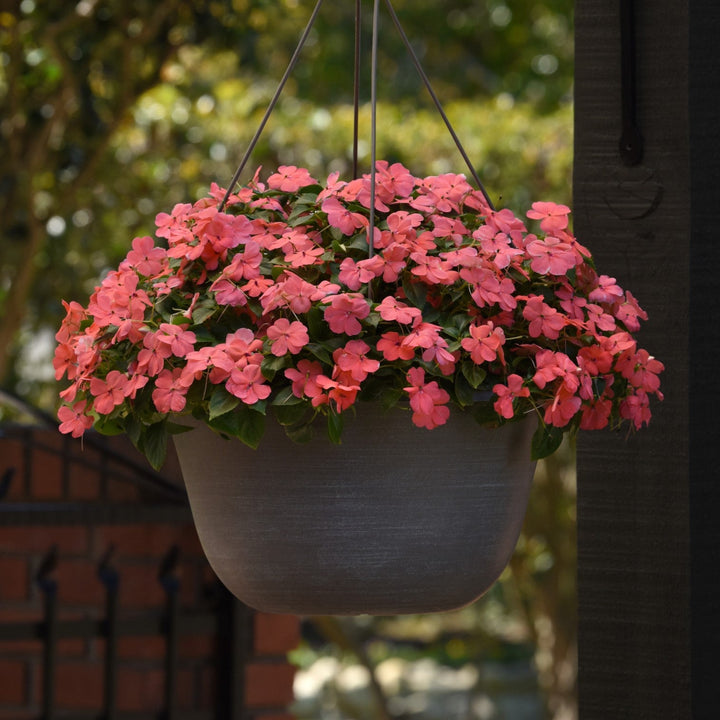 Impatiens walleriana 'PAS1413664' ~ Beacon® Coral Impatiens