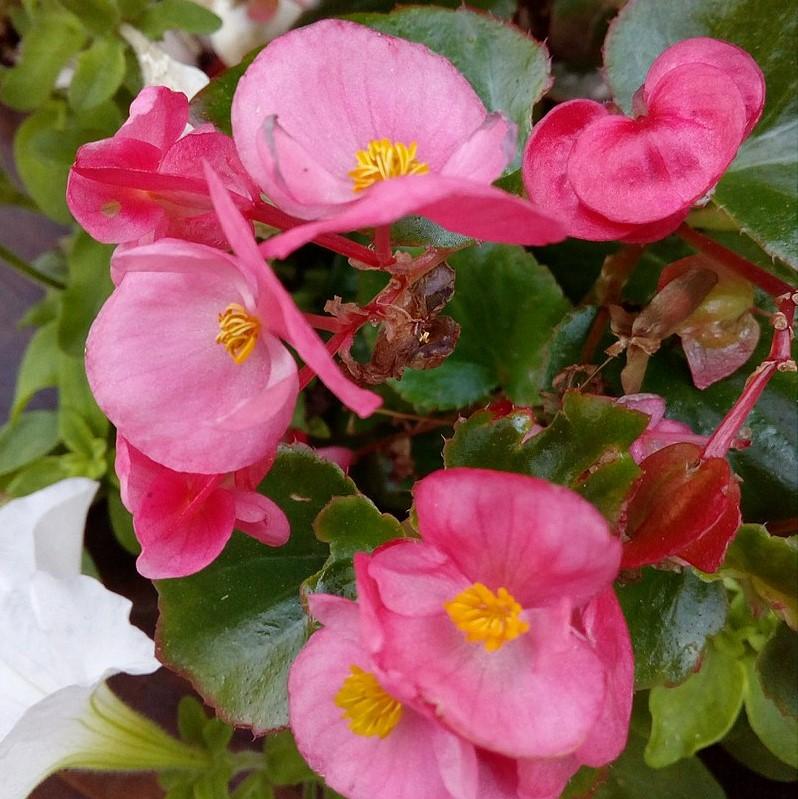 Begonia semperflorens 'Super Olympia Rose' ~ Super Olympia® Rose Begonia