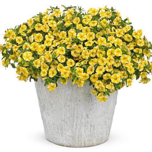 Calibrachoa hybrid 'USCAL5302M' ~ PW® Superbells® Lemon Slice® Calibrachoa