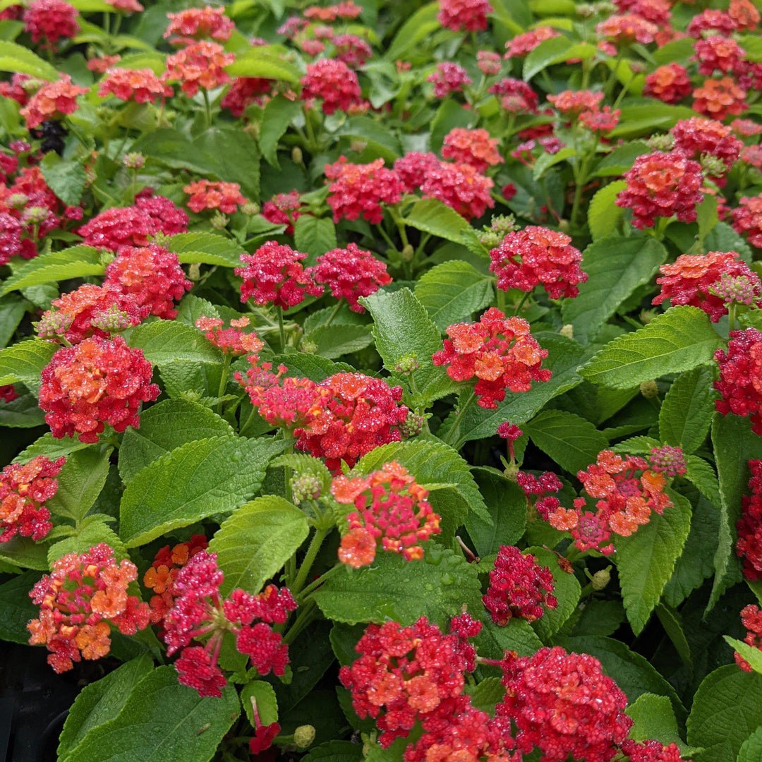 Lantana camara 'Balluced' ~ Little Lucky™ Red Lantana