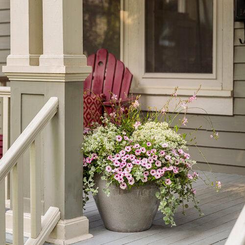 Hedera helix 'Glacier' ~ PW® Proven Accents® Glacier Ivy