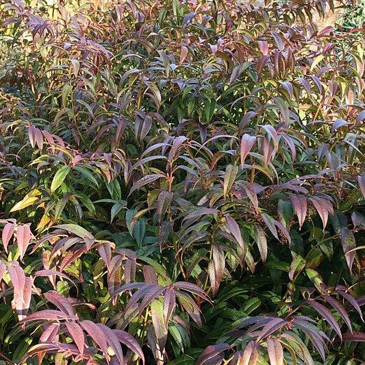 Coastal Leucothoe