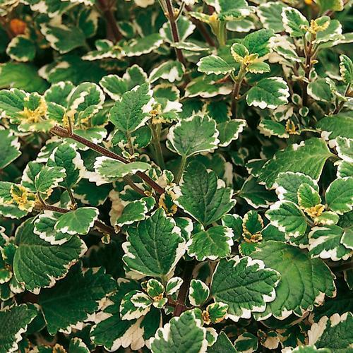 Plectranthus coleoides 'Variegata' ~ Variegated Swedish Ivy