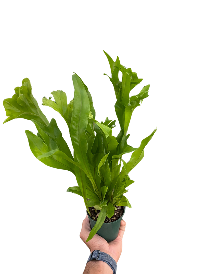 Fern 'Green Flame'
