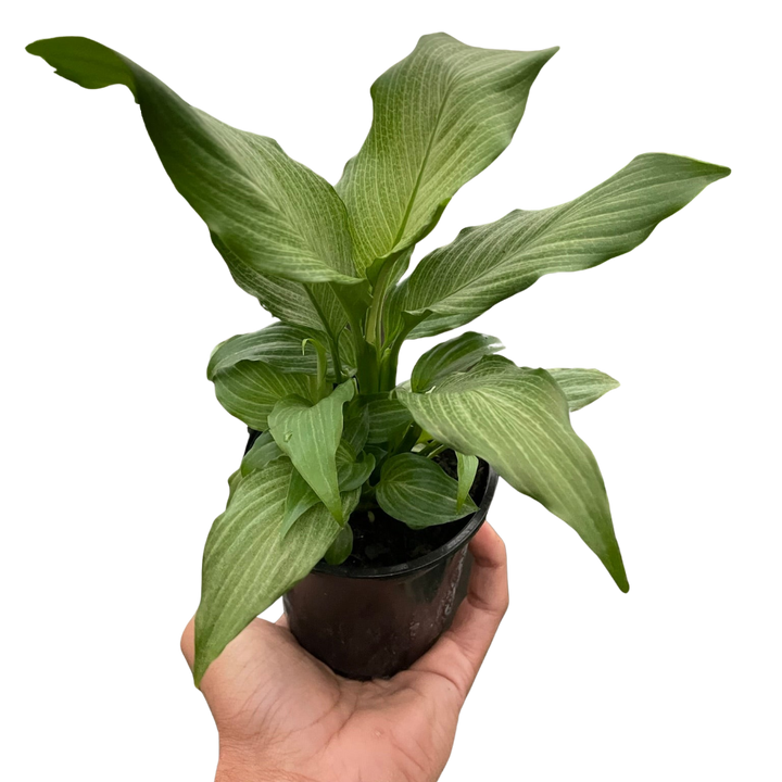 Spathiphyllum 'Platinum Mist'