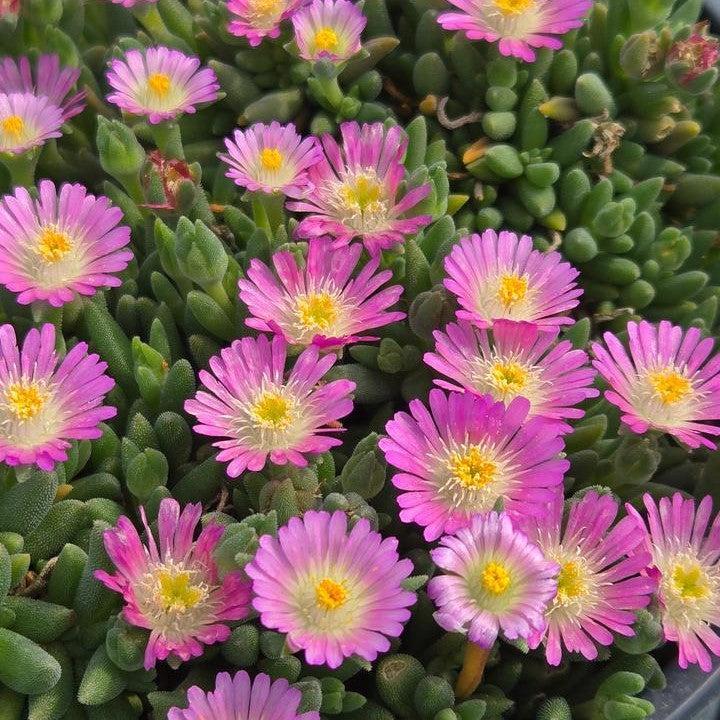 Delosperma cooperi 'Rose Quartz' ~ Jewel of Desert® Rose Quartz Ice Plant