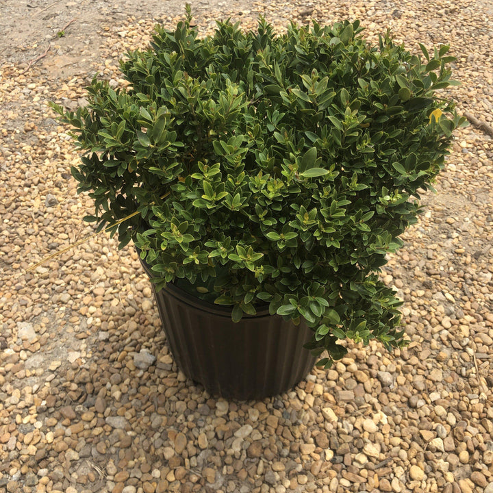 Ilex crenata 'Hoogendorn'  - Hoogendorn Holly