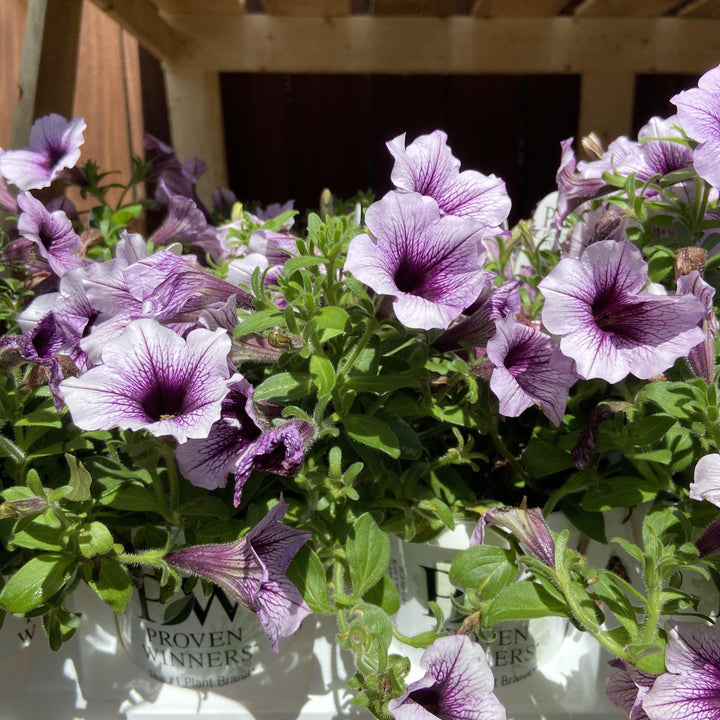 Petunia hybrid 'Lanbor' ~ PW® Supertunia® Bordeaux™ Petunia