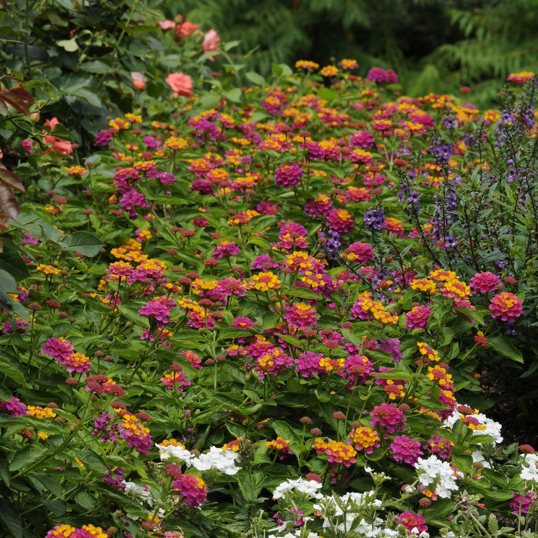 Lantana camara 'Balandrise' ~ Lucky™ Sunrise Rose Lantana